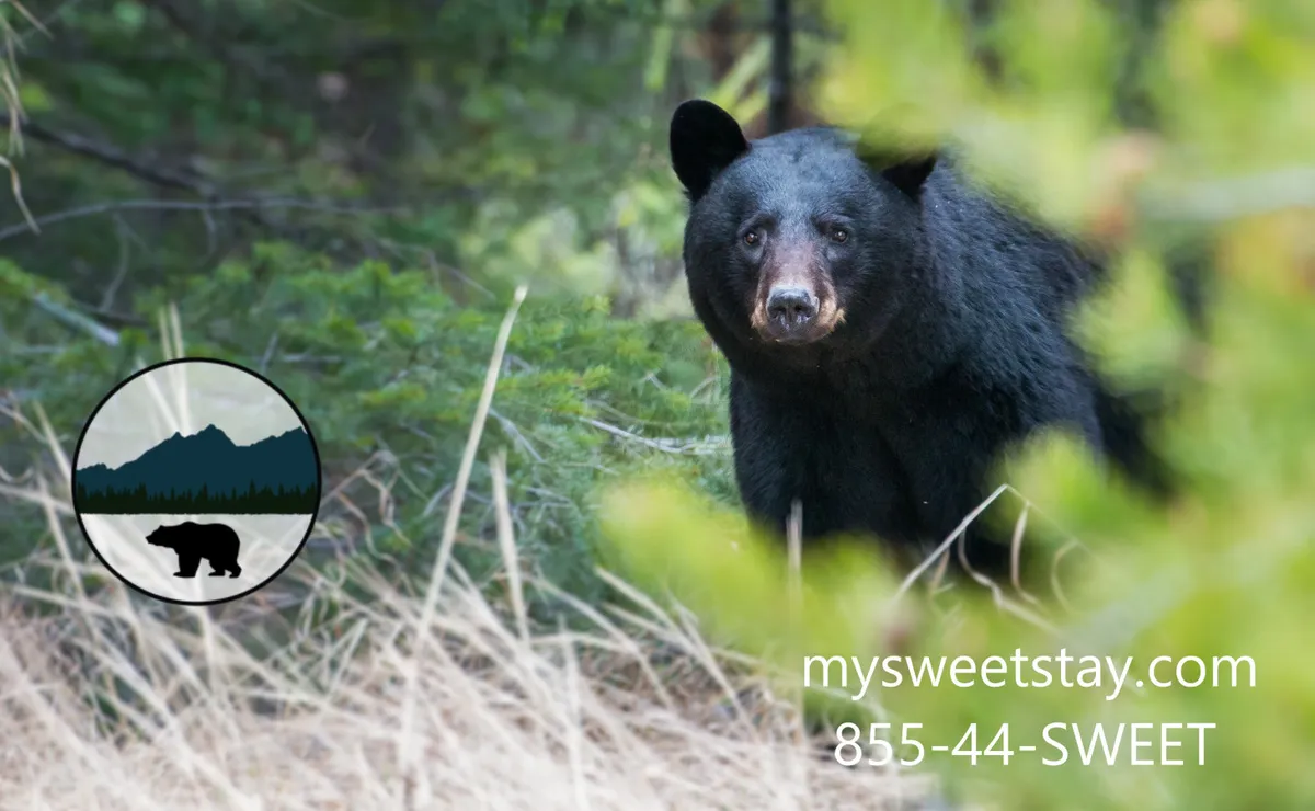 An exterior shot capturing a black bear amidst greenery and natural landscape, evoking the adventurous spirit of the Smoky Mountains. The scene feels serene yet thrilling, highlighting the area’s unique wildlife and the potential for memorable nature encounters.